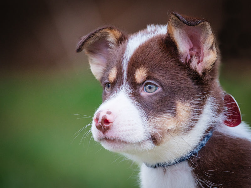 Dior Husky-x Disponible pour adoption Animatch