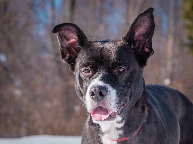 Dior Lab x Boxer Available for Adoption Animatch