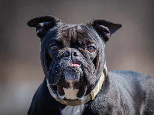 Diva (25049) a Bouledogue français-x Adopté on 24 April 2025
