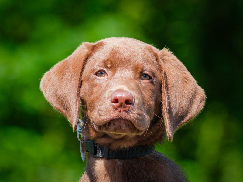 Dixie Chocolate Lab Adopted Animatch