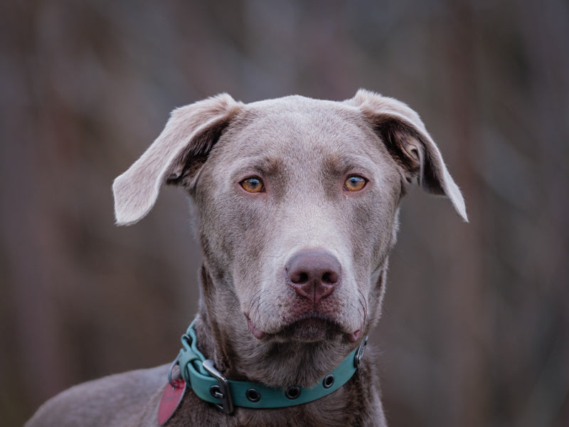 DOBI Weimaraner x Labrador Available for Adoption Animatch