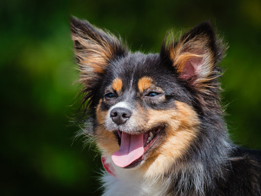 Dolliv (25147) a Sheltie-x Adopté on 12 September 2025