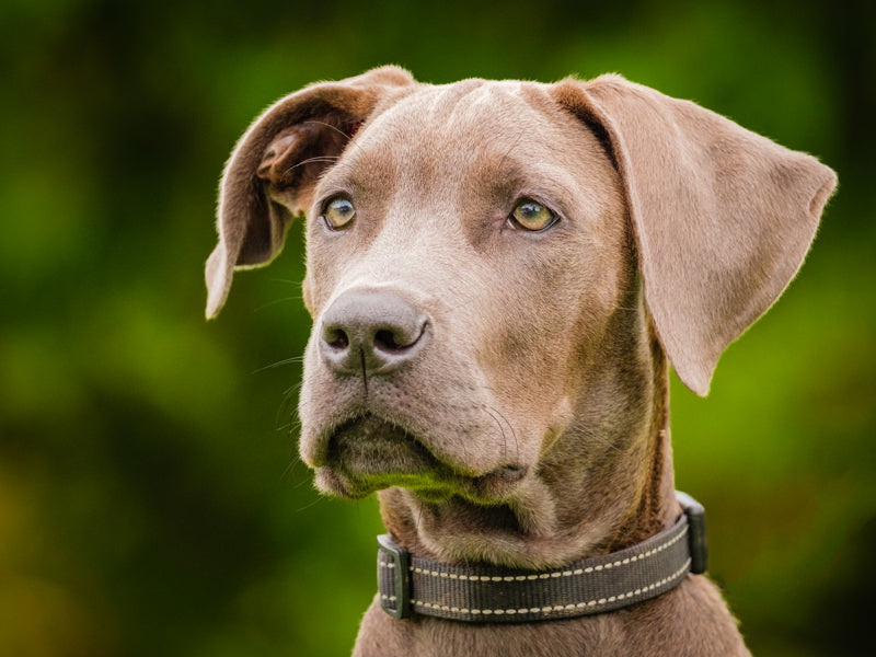 Dolores Great Dane x Cane Corso Adopted Animatch