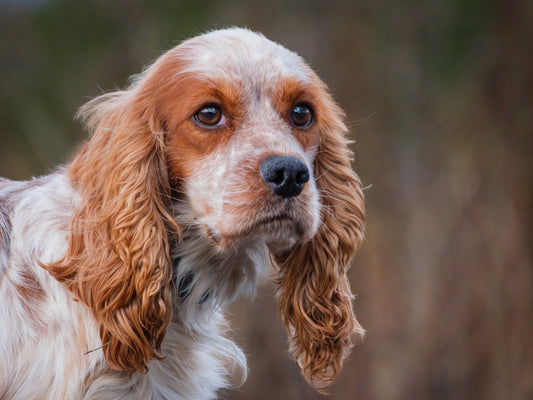 Dorothy (25212) a Cocker Spaniel Adopté on 17 November 2025