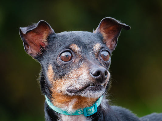 Dusk Miniature PInscher-x Available for Adoption Animatch