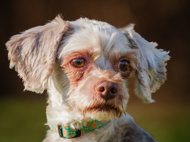 Duster Havanese Available for Adoption Animatch