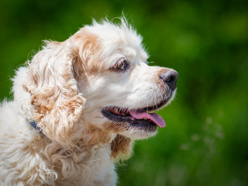 Dusty Cocker Spaniel Available for Adoption Animatch