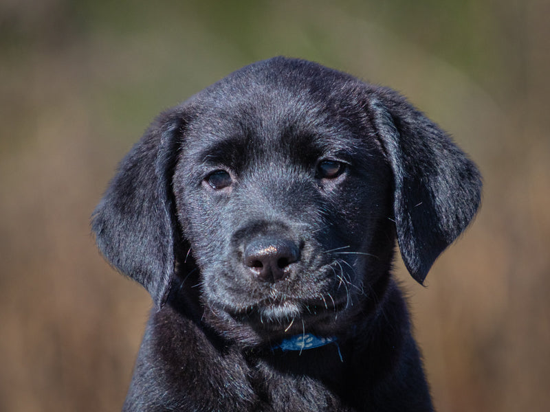 Ebony Labrador Retreiver Adopted Animatch