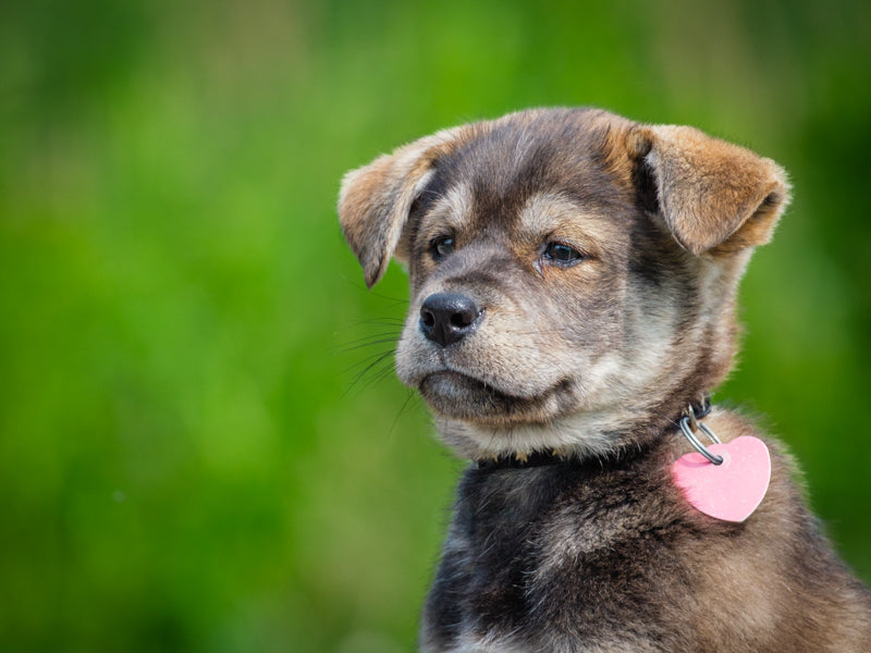 Edgar Northern mix Available for Adoption Animatch