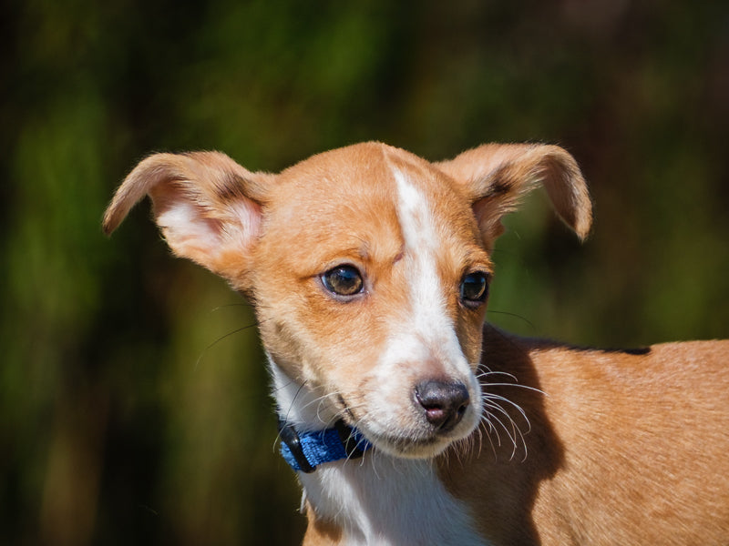 Elantra Sheltie-x Available for Adoption Animatch