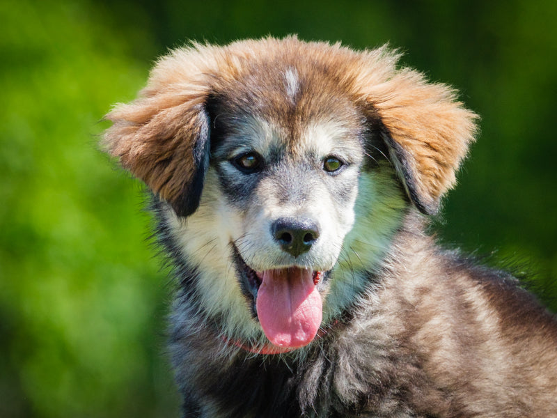 Ella Northern-x Available for Adoption Animatch