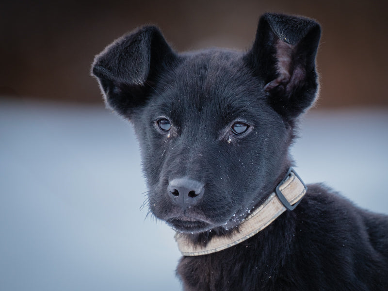 Ellie Labrador-x Adopté Animatch