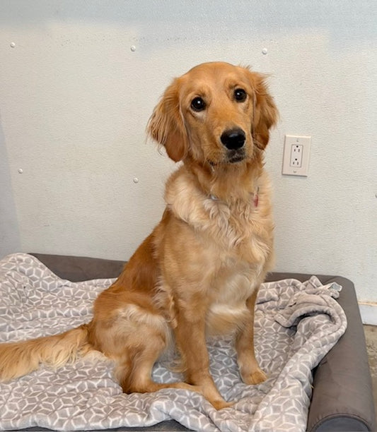 Elsa (25248) a Golden Retriever Adopté on 19 January 2026