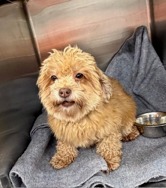 Elyse (25271) a Havanese Adopté on 16 February 2026