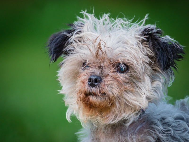 Érina Yorkie x Shih Tzu Disponible pour adoption Animatch