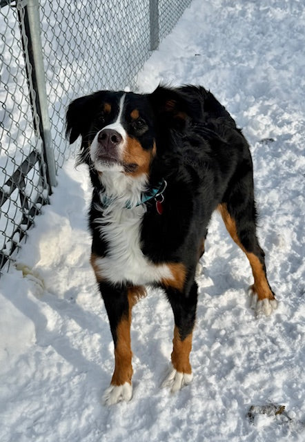 Estelle Bernese Mountain Dog Available for Adoption Animatch