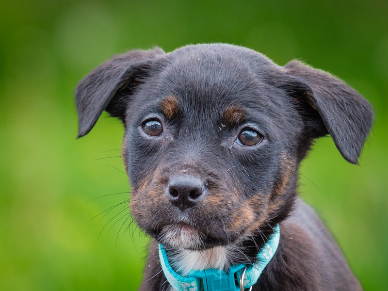 Etna Rottweiler-x Available for Adoption Animatch