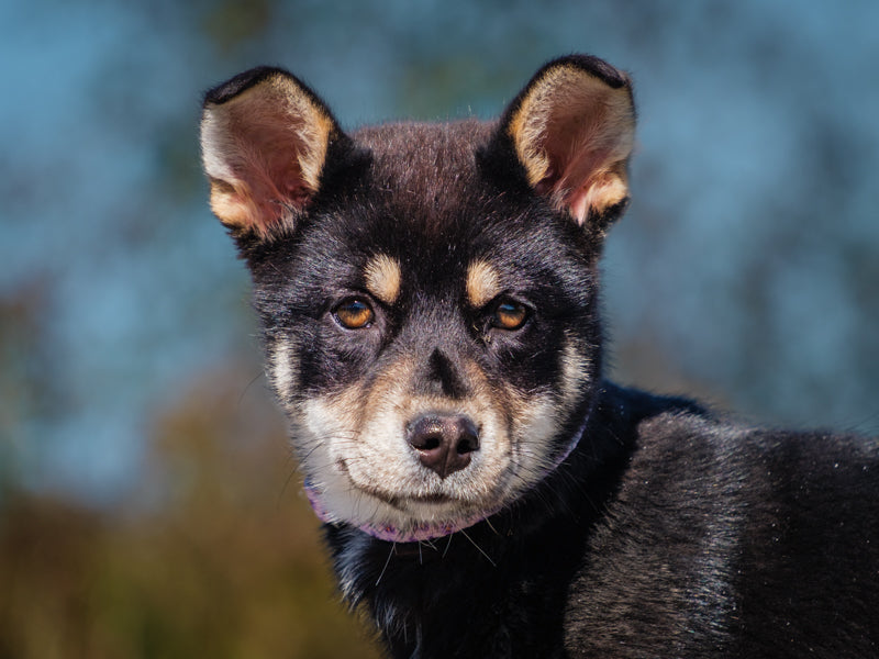 FP Shepherd x Lab Available for Adoption Animatch