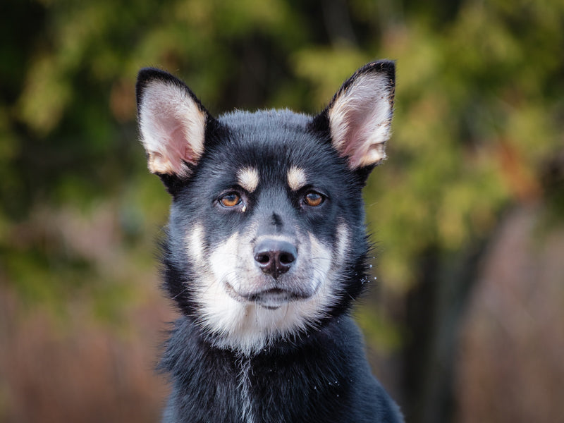 FP Shepherd x Lab Available for Adoption Animatch