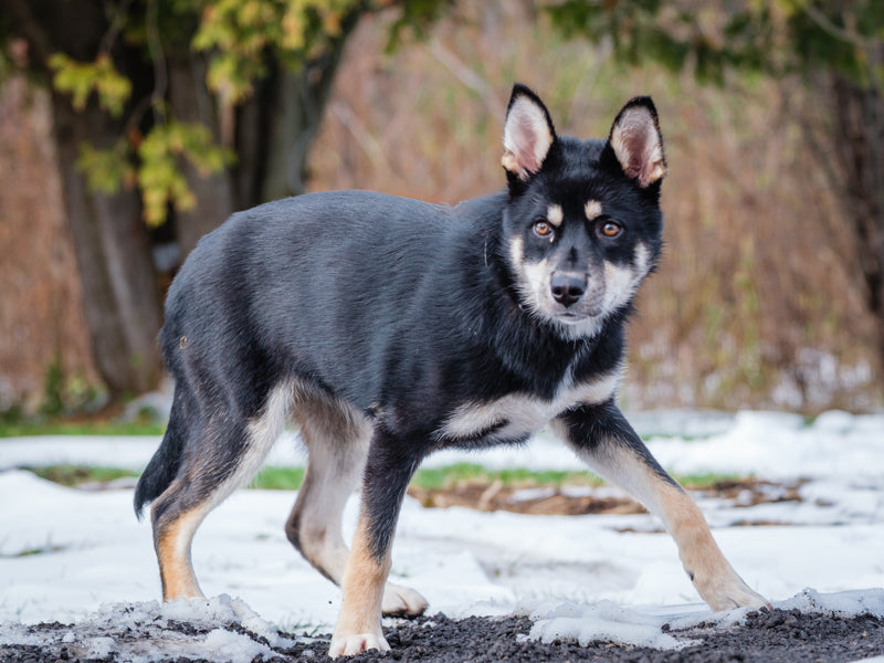Animatch FP – Animatch.ca Dog Adoption