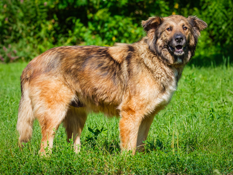 Fable Mix Available for Adoption Animatch