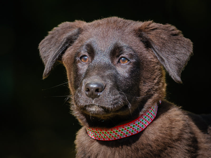 Fantome Labrador-x Adopted Animatch