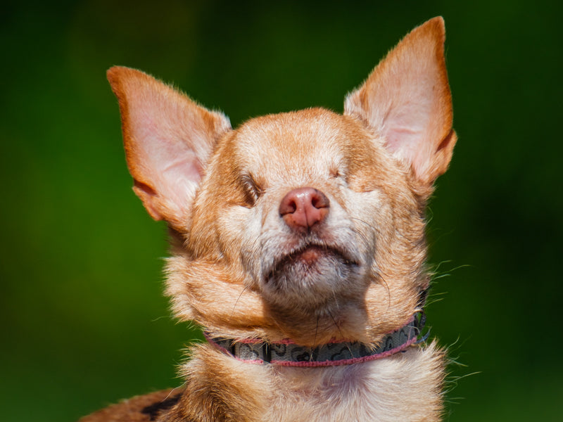 Farah Chihuahua Adopted Animatch
