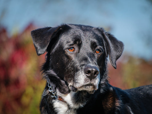 Fay (25140) a Labrador-x Adopté on 17 November 2025