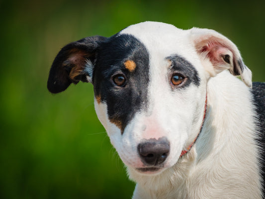 Fefille (25121) a Collie x Bull Terrier Adopté on 26 July 2025