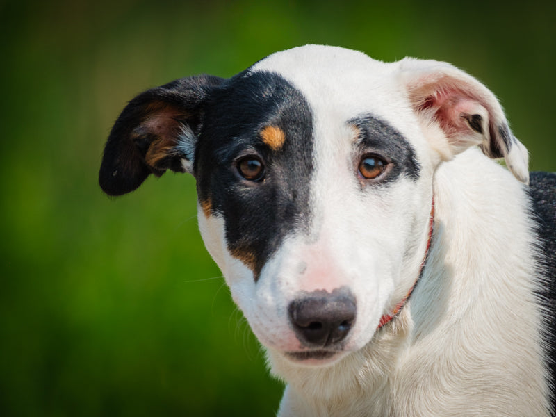 Fefille Collie x Bull Terrier Available for Adoption Animatch