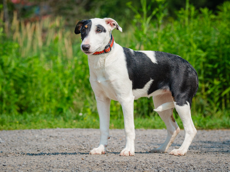 Animach Fefille – Animatch.ca Dog Adoption