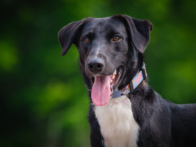 Fender Mixed breed Available for Adoption Animatch