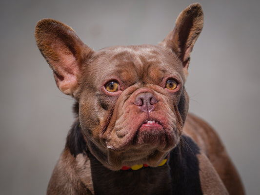 Fendi (25052) a Bouledogue français Adopté on  6 June 2025