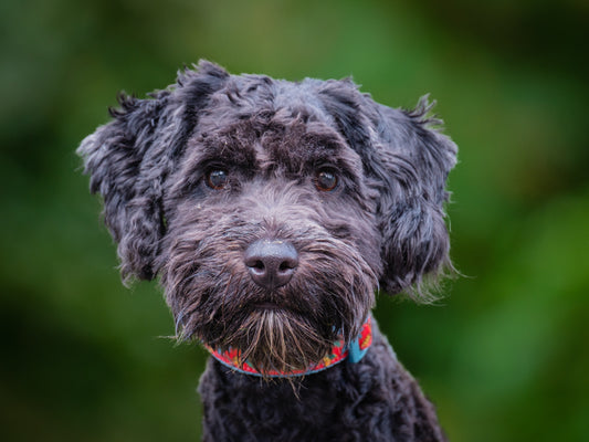 Finn Goldendoodle Available for Adoption Animatch