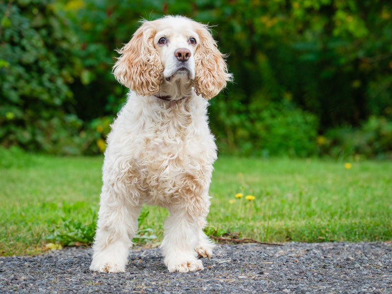 Finnegan - Photo 5