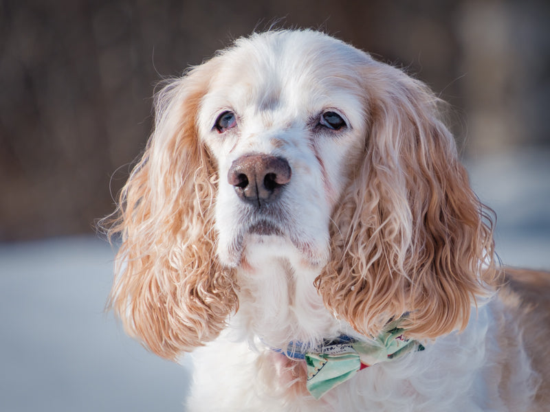 Finnegan Cocker Spaniel Available for Adoption Animatch