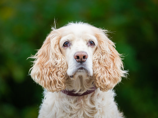 Finnegan Cocker Spaniel Available for Adoption Animatch