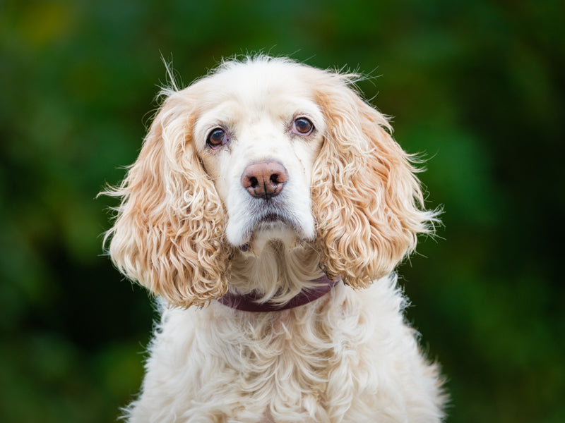 Finnegan - Photo 4