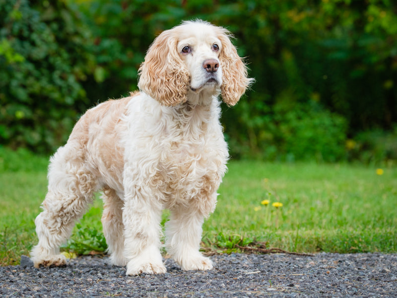 Finnegan - Photo 6