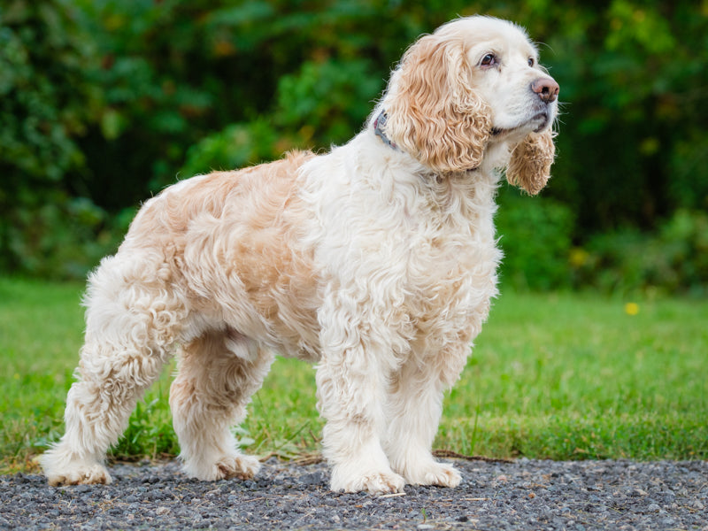 Finnegan - Photo 3