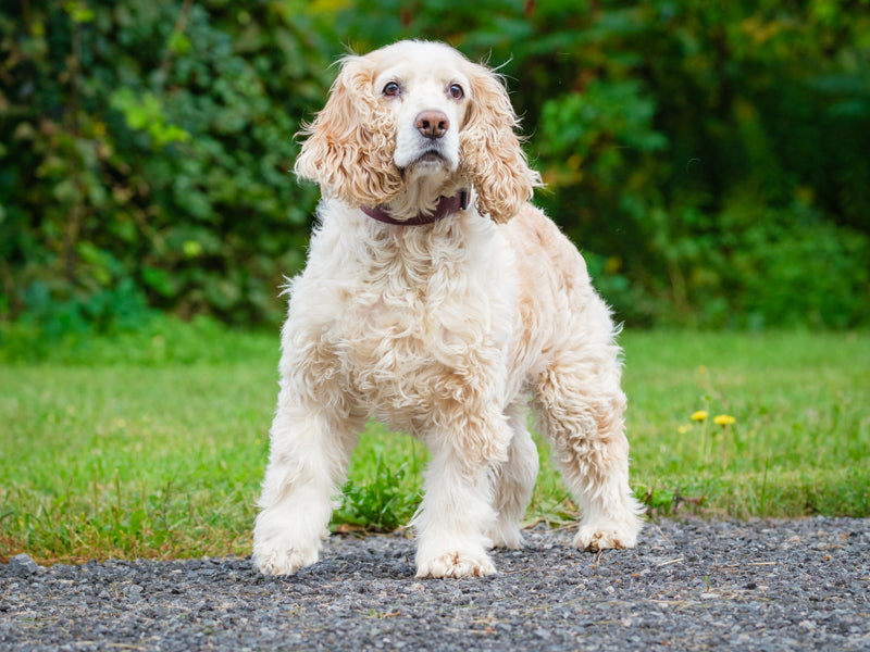 Finnegan - Photo 2