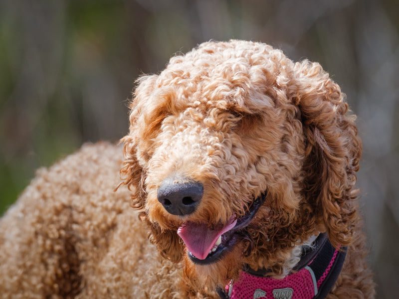 Flint Standard Poodle Available for Adoption Animatch