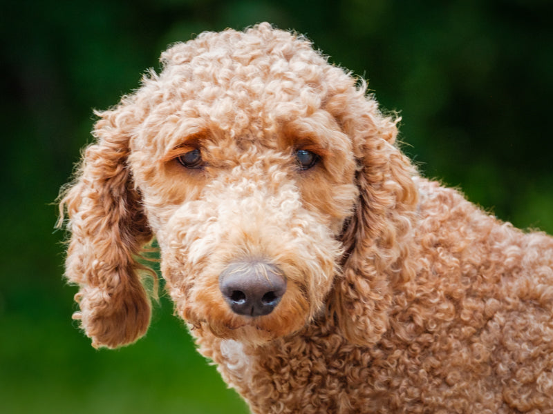 Flint Standard Poodle Available for Adoption Animatch