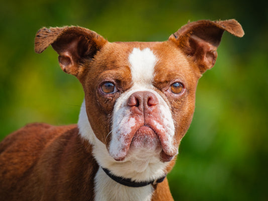 Floyd (25136) a Boston Terrier x Boxer Adopté on 27 August 2025