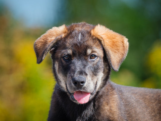 Fozzie (25143) a Shepherd-x Adopté on 23 September 2025