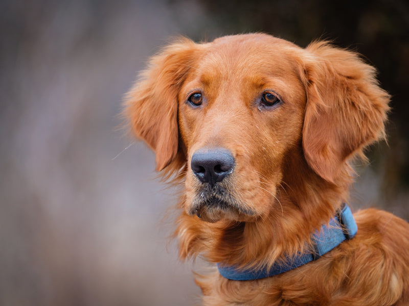 Frankie Golden REtriever Adopted Animatch