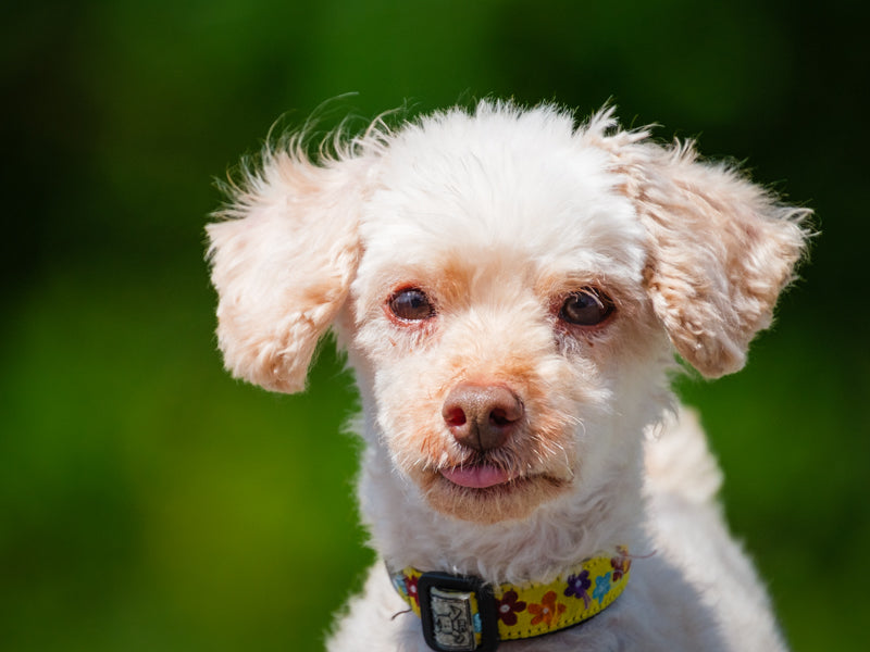 Franklin Poodle-x Available for Adoption Animatch
