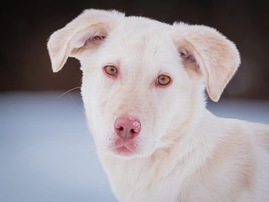 Franky (25003) a Labrador-x Adopté on 26 January 2025
