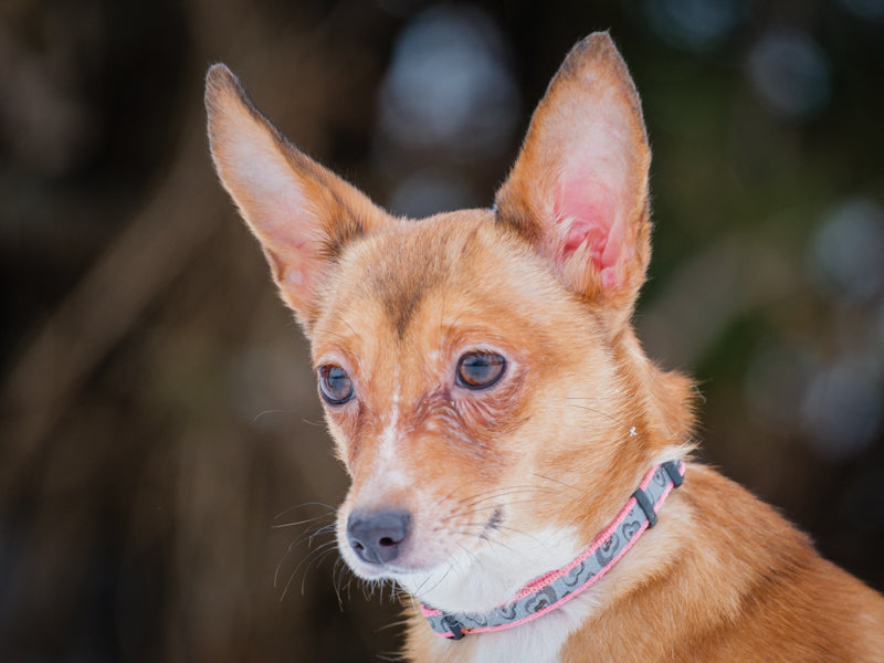 Frenzy Sheltie-x Available for Adoption Animatch