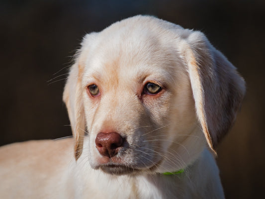 Fresco (25226) a Labrador Retriever Adopté on 28 November 2025
